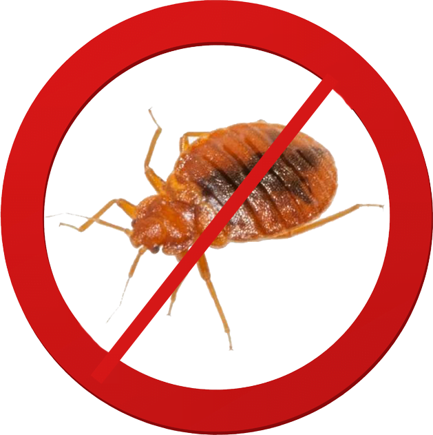 Bed Bugs Pest Control Melbourne