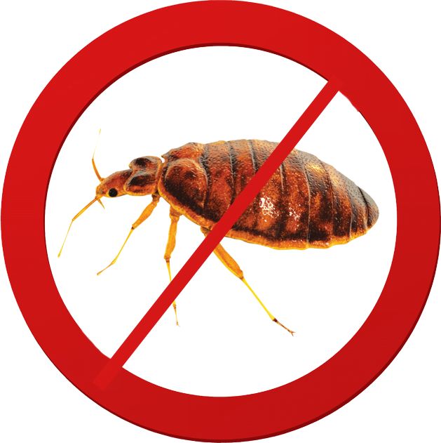 Flea Pest Control Melbourne