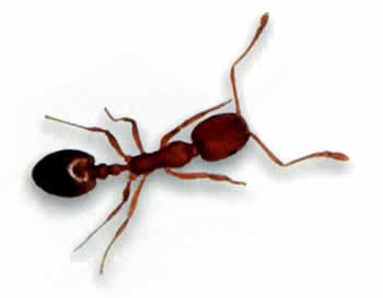 White-footed house ant