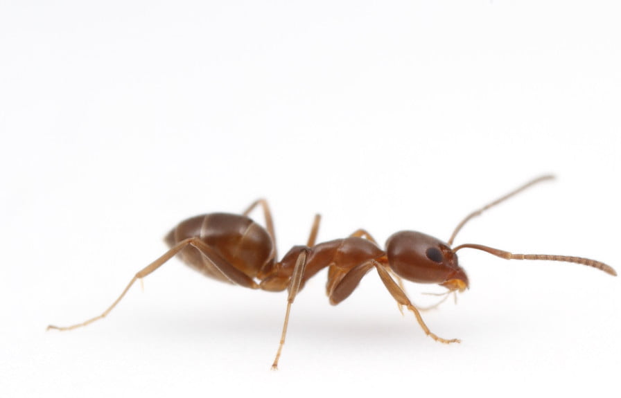 Coastal Brown Ant