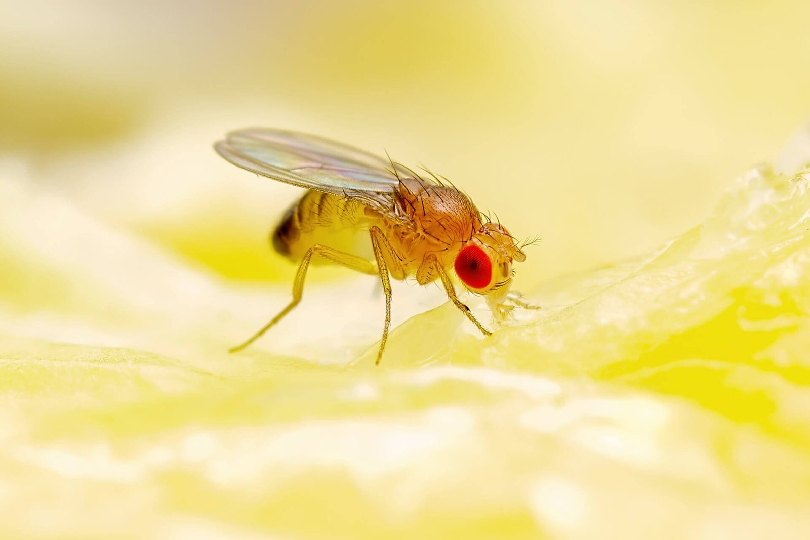 Fruit-Fly-1