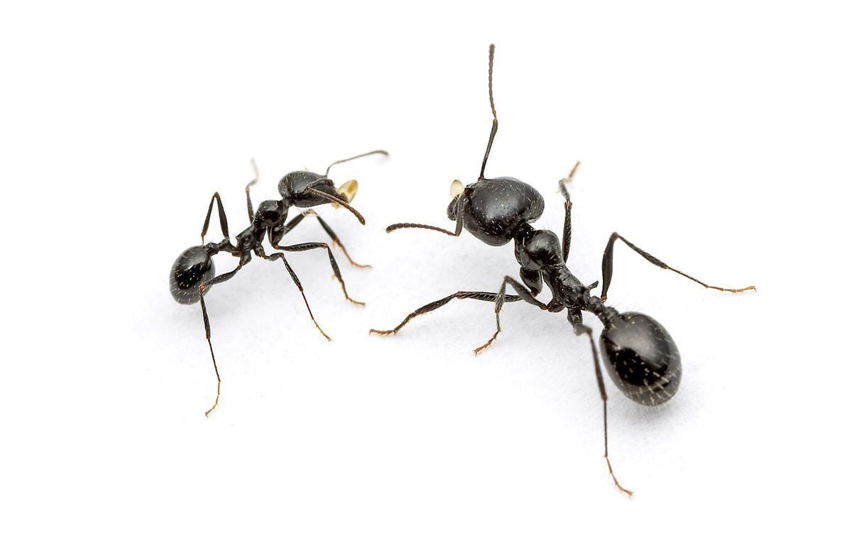 Argentine Ants