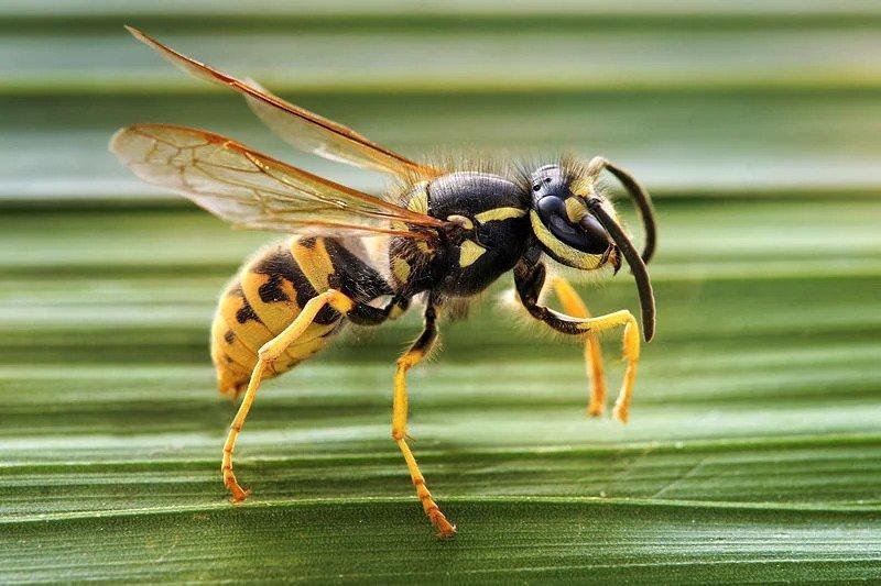 Wasp