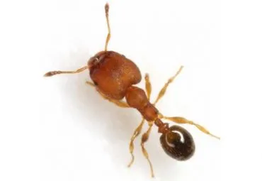 Green-head ant