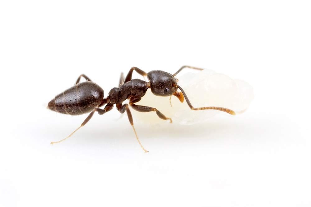 white-footed-house-ant-difficilis