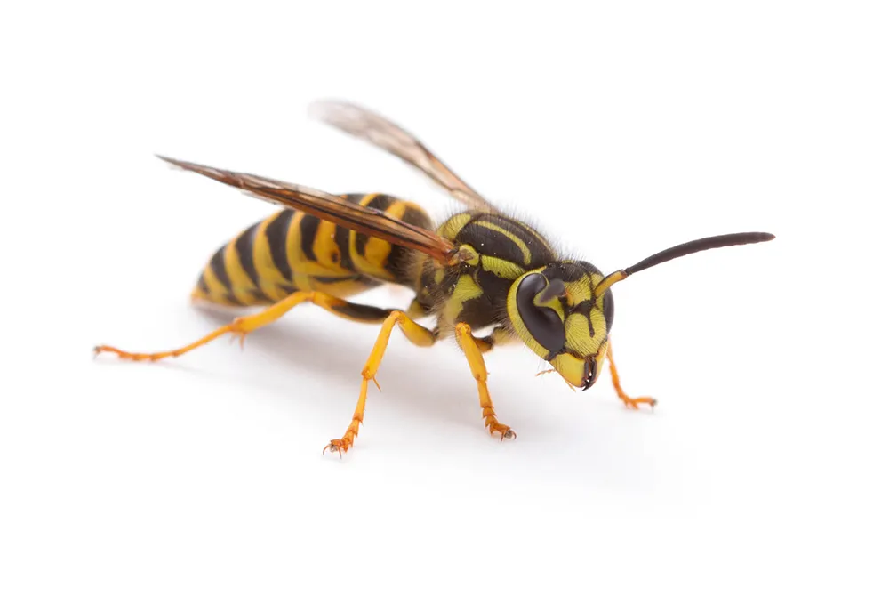 yellowjacket-Vespula-squamosa-large