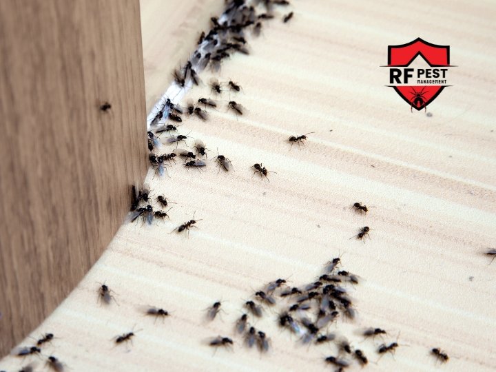 Signs of Ant Infestation