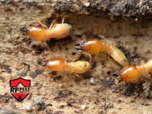 termite pest control