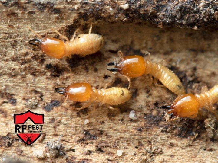 termite pest control