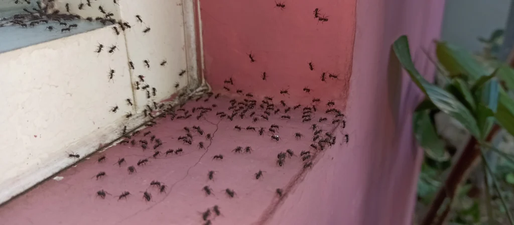 Summer Ant Control Proven Ways to Keep Your
